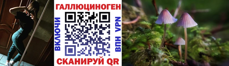 дарнет шоп  Купино  Псилоцибиновые грибы Psilocybe 